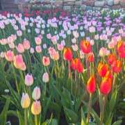 ヒメ日記 2025/04/20 11:24 投稿 土屋かりん ウフフな40。ムフフな50。。（横浜ハレ系）