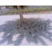 ヒメ日記 2025/08/04 13:16 投稿 土屋かりん ウフフな40。ムフフな50。。（横浜ハレ系）