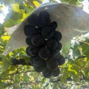 ヒメ日記 2025/08/29 11:33 投稿 土屋かりん ウフフな40。ムフフな50。。（横浜ハレ系）