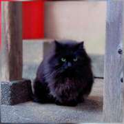 土屋かりん 1月19日 ウフフな40。ムフフな50。。（横浜ハレ系）