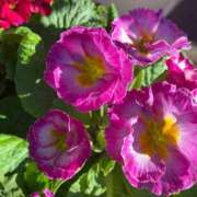 ヒメ日記 2025/02/04 12:11 投稿 さやか 完熟ばなな 上野店