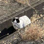 さやか 夜のレアな出勤♡ 完熟ばなな 上野店