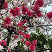 さやか 次の出勤お知らせです♡ 完熟ばなな 上野店