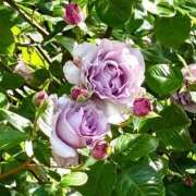 さやか １週間後✨お待ちしてます 完熟ばなな 上野店