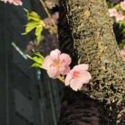 ヒメ日記 2026/03/02 23:15 投稿 しずく 大宮人妻デリヘル～大人の事情～