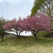 ヒメ日記 2026/05/04 15:29 投稿 あゆ（花嫁） Yシャツと私