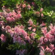 ヒメ日記 2026/04/16 19:27 投稿 宇崎　らむ NADIA東京新橋店