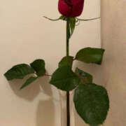 ヒメ日記 2025/11/03 19:37 投稿 ちな 熟女の風俗最終章 本厚木店