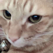 ヒメ日記 2025/07/14 02:42 投稿 コトハ 姫路ラビット