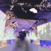 めい 桜 バイオレンス