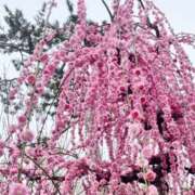 ヒメ日記 2025/03/18 13:16 投稿 真夜(まよ) 五十路マダム姫路店