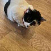 ヒメ日記 2025/11/25 19:49 投稿 神宮寺れい セクシーキャット 神田店