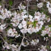 ヒメ日記 2026/04/17 12:56 投稿 安住凛 五十路マダム 浜松店(カサブランカグループ)