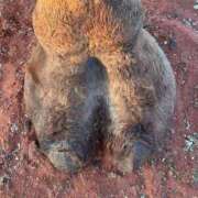 ヒメ日記 2025/08/20 06:01 投稿 アキナ ラブコレクション