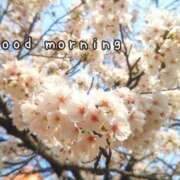 ヒメ日記 2025/04/05 07:21 投稿 ひまり ぷるるん小町 京橋店