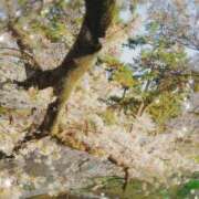 ヒメ日記 2025/04/11 07:26 投稿 ひまり ぷるるん小町 京橋店