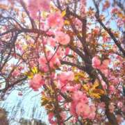 ヒメ日記 2025/04/17 07:31 投稿 ひまり ぷるるん小町 京橋店