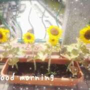 ヒメ日記 2025/07/04 07:15 投稿 ひまり ぷるるん小町 京橋店