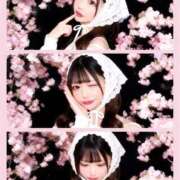 ヒメ日記 2026/03/26 11:30 投稿 ひな コートダジュール