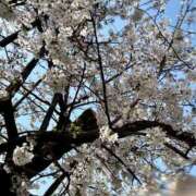 ヒメ日記 2025/04/07 00:01 投稿 みみ X-PARTY