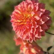 ヒメ日記 2025/02/01 12:14 投稿 なぎさ クラブリリー