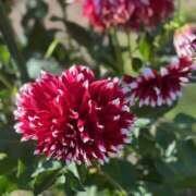 ヒメ日記 2025/02/12 12:02 投稿 なぎさ クラブリリー