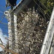 ヒメ日記 2025/02/19 11:56 投稿 なぎさ クラブリリー