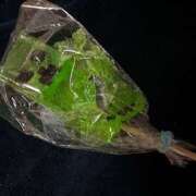 ヒメ日記 2025/04/15 12:26 投稿 なぎさ クラブリリー