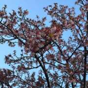 ヒメ日記 2026/02/14 12:19 投稿 ことは【甘えん坊癒され京都弁】 STELLA TOKYO－ステラトウキョウ－