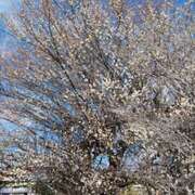 ヒメ日記 2026/02/15 08:24 投稿 あおい 人妻恋愛サークル