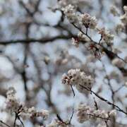 ヒメ日記 2026/03/01 13:12 投稿 あおい 人妻恋愛サークル