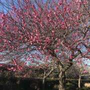 ヒメ日記 2026/03/14 08:45 投稿 あおい 人妻恋愛サークル