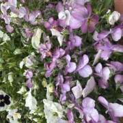 ヒメ日記 2026/05/09 08:35 投稿 あおい 人妻恋愛サークル