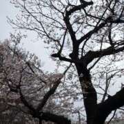 ヒメ日記 2026/03/25 23:32 投稿 Risa Yuuki ELEGANT－エレガント－