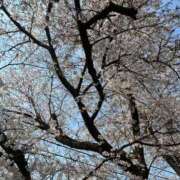 ヒメ日記 2026/03/29 14:30 投稿 Risa Yuuki ELEGANT－エレガント－