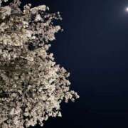 ヒメ日記 2026/04/04 13:14 投稿 Risa Yuuki ELEGANT－エレガント－