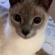 ヒメ日記 2025/12/05 18:08 投稿 みけ 熟女の風俗最終章 本厚木店