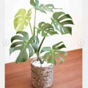 ヒメ日記 2025/04/21 23:18 投稿 みそら 厚木人妻城