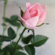 ヒメ日記 2025/03/23 02:25 投稿 ちか 佐賀人妻デリヘル 「デリ夫人」