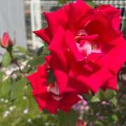 ヒメ日記 2025/04/30 23:19 投稿 ちか 佐賀人妻デリヘル 「デリ夫人」