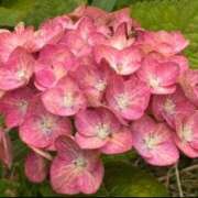 ヒメ日記 2025/06/27 19:45 投稿 ちか 佐賀人妻デリヘル 「デリ夫人」