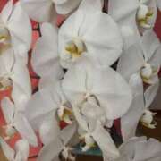 ヒメ日記 2025/06/27 20:01 投稿 ちか 佐賀人妻デリヘル 「デリ夫人」