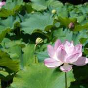 ヒメ日記 2025/07/01 18:31 投稿 ちか 佐賀人妻デリヘル 「デリ夫人」