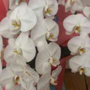 ヒメ日記 2025/07/01 18:45 投稿 ちか 佐賀人妻デリヘル 「デリ夫人」