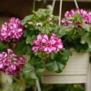 ヒメ日記 2025/07/08 00:02 投稿 ちか 佐賀人妻デリヘル 「デリ夫人」