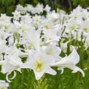 ヒメ日記 2025/07/20 22:31 投稿 ちか 佐賀人妻デリヘル 「デリ夫人」