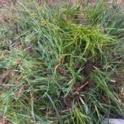 ヒメ日記 2025/08/27 07:26 投稿 ちか 佐賀人妻デリヘル 「デリ夫人」