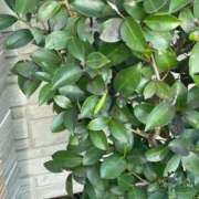 ヒメ日記 2025/09/02 20:23 投稿 ちか 佐賀人妻デリヘル 「デリ夫人」