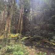 ヒメ日記 2025/10/19 06:41 投稿 ちか 佐賀人妻デリヘル 「デリ夫人」