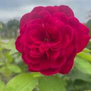 ヒメ日記 2026/02/05 19:46 投稿 ちか 佐賀人妻デリヘル 「デリ夫人」